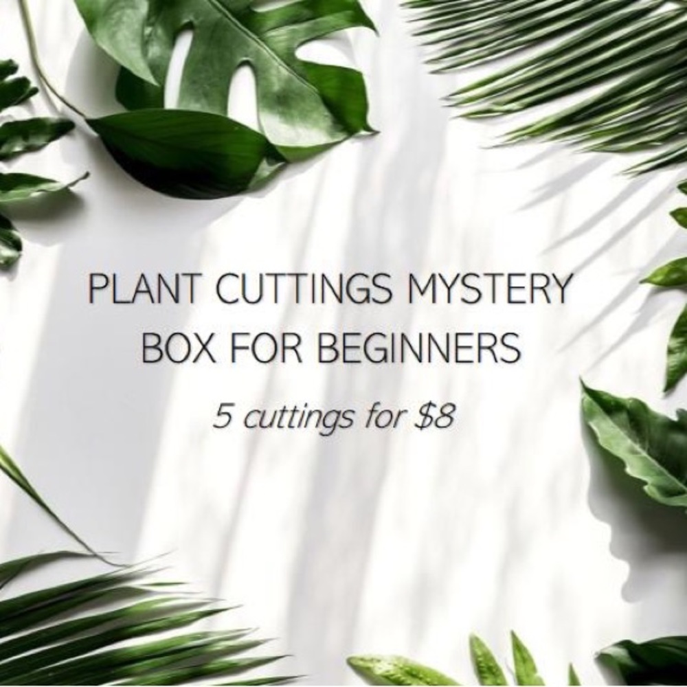 MYSTERY BOX PLANT CUTTINGS